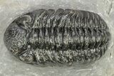 Phacopid (Adrisiops) Trilobite - Jbel Oudriss, Morocco #222408-1